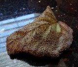 Craterium leucocephalum var. leucocephalum image