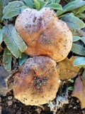 Tricholoma dryophilum image
