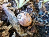 Tricholoma dryophilum image