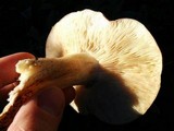 Tricholoma dryophilum image