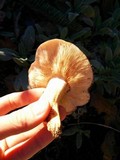 Tricholoma dryophilum image