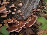Fomitopsis cajanderi image