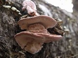 Fomitopsis cajanderi image