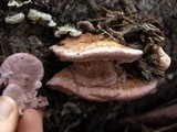 Fomitopsis cajanderi image