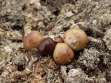 Psilocybe coprophila image