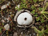 Disciseda bovista image