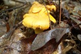 Cantharellus lateritius image