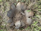Scleroderma polyrhizum image