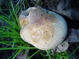 Tricholoma stiparophyllum image