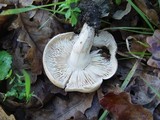 Tricholoma stiparophyllum image