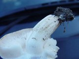 Tricholoma stiparophyllum image