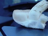 Tricholoma stiparophyllum image