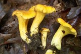 Cantharellus lateritius image