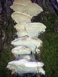 Oxyporus populinus image