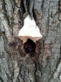 Oxyporus populinus image