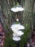 Oxyporus populinus image