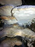 Oxyporus populinus image