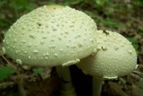Amanita multisquamosa image