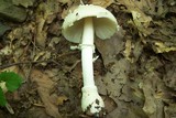 Amanita multisquamosa image