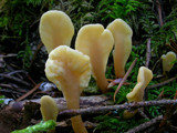 Spathularia rufa image