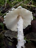 Lepiota clypeolaria image