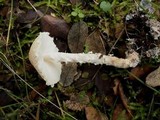 Lepiota clypeolaria image