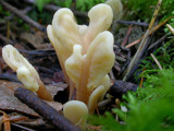 Spathularia rufa image