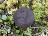 Lactarius subumbonatus image