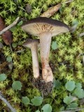 Lactarius subumbonatus image