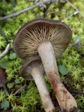 Lactarius subumbonatus image