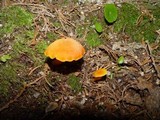 Hygrocybe miniata image