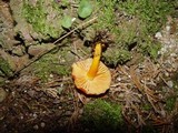 Hygrocybe miniata image