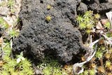 Placynthiella uliginosa image