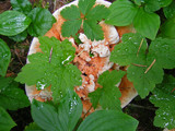 Hydnellum aurantiacum image