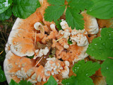 Hydnellum aurantiacum image