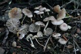 Marasmius albogriseus image
