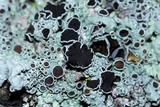 Physcia stellaris image