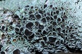 Physcia stellaris image