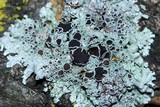 Physcia stellaris image