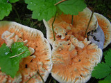 Hydnellum aurantiacum image