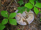Hydnellum caeruleum image