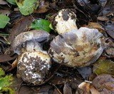 Cortinarius calyptratus image