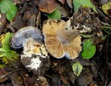 Cortinarius calyptratus image
