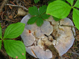 Hydnellum caeruleum image