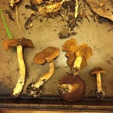 Cortinarius croceus image