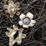 Geastrum fimbriatum image