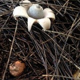 Geastrum fimbriatum image
