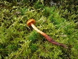 Phaeocollybia christinae image