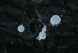 Clitopilus hobsonii image