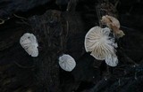 Clitopilus hobsonii image